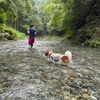 犬生初めての川遊び