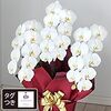 【お題】お花