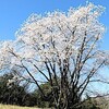 江戸彼岸桜とハナモモ