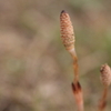 あぐりの丘には菜の花がない！？