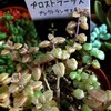 🌵多肉植物  植え替え作業④プロストラーツス他🌵