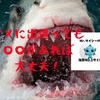 サメに出遭っても○○があれば大丈夫！サメ除けNO.1グッズ　死亡事故　サメ　サメ怖い　危険生物　サメ恐怖　沖縄　離島　宮古島　石垣島　無人島