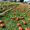 【CA留学】Richmond Country  Farm