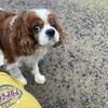老犬ホームあん｜新人さん ポコ^^
