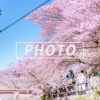 松田山ハーブガーデンの桜：Sony α7c + SEL135F18GM