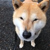 今日の柴犬の小麦さん