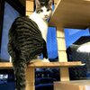 往く猫来る猫