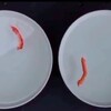 魚の遺伝子を組み込まれた遺伝子組換えトマトは、塩水の中で泳ぐ