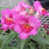 この花は・・・なんだ？