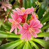 寒さ乾燥に強くて可愛いレウィシアの花ピンク