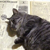 ［224］暇つぶしに廃村で拾った昭和34年（1959年）の読売新聞を読んでみる。その22（😺天皇陛下様は、せっかちだったのニャン👻本人が決めれる問題じゃないだわニャン。）