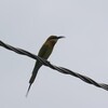 ハリオハチクイ(Blue-tailed Bee-eater)