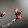 ◆開花が遅い白子桜（河津桜/長生郡白子町）