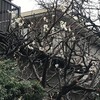 白梅