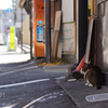 近隣繁華街のねこさん