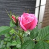 薔薇
