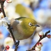 フォト・ライブラリー（467）宇部市・ときわ公園の花と鳥たち