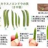 草笛