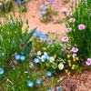 ４月１６日