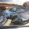 幻の魚「アコウ」とか、「ウマズラハギ」とかを食す。