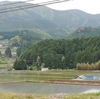 散歩で出会った花　田植えも終わり