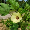 野菜の花判りますか？