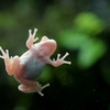 ニホンアマガエル Hyla japonica