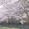 第7回公認心理師国家試験合格発表日当日、最高の桜を！