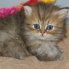 子猫ペルシャ/ブリーダー直販猫販売中/ペット/岩沼市