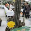 サボテン展へ