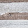 ハジロクロハラアジサシ White-winged Tern