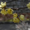 私を生かした聖句（9）コリント二12章9節