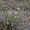 【家庭菜園】雨の影響が