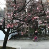 ＃隅田公園の早咲き桜