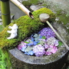 あじさいウィーク　柳谷観音楊谷寺　ツーリング