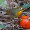 柿を食うソウシチョウ