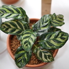 葉の模様が綺麗なカラテア・マコヤナ（Calathea makoyana）