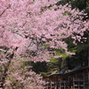 しみじみ愛でる、福島県の「神社仏閣の桜」＜会津編＞8選