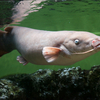 デンキナマズの一種 Malapterurus sp.