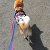 モーモーちゃんが行く、だよ