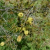 Yellow bottlebrush