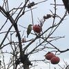 赤い実を食べる緑の小鳥