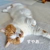 【祝】るるちゃんの甘えん坊化が加速！