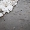 雪景色とカワセミ
