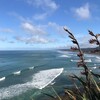 オークランド中心地から車で45分のサーフスポット🏄‍♂️とガネットコロニー【Muriwai Beach】