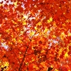 Foveonで紅葉を撮る