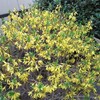 ケナリの花