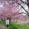 桜の満開までもう一息