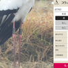 コウノトリ個体検索をやってみた