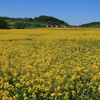 菜の花を求めて ドイツへ　７　ハーンシュタイン城